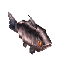 サケ