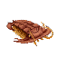 三葉虫