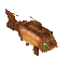 ニジマス