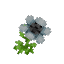 リネン草