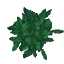 トネリコ葉