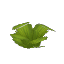 乾燥地のヤシ茂み