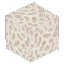 枯れかけのサンゴブロック
