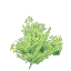 ネオンサンゴの茂み