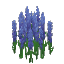 ヒエンソウ
