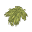 ガムバオバブ葉