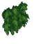 壁ツタ