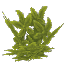 ボトルツリー葉