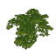 野生のフジ葉