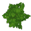オーク葉