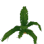 巨大なヤシ葉