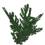 レッドウッド葉