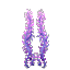 オーロラ海藻