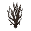 低木