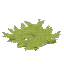 草罠